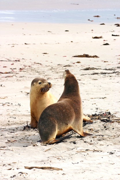 Australian Sea Lion