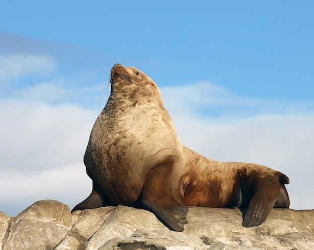Steller Sea Lion Characteristics