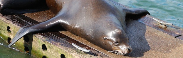 Sea Lion Evolution