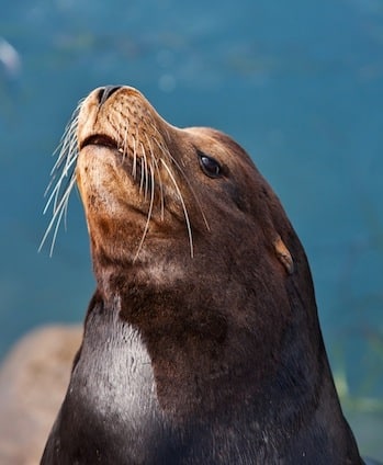 California Seal in Morro Bay, California, USA