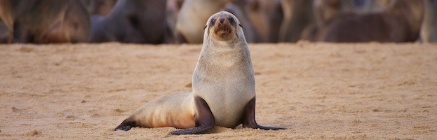 Facts about Sea Lions