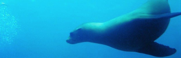 Sea Lion Feeding