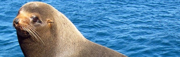 Galapagos Fur Seal
