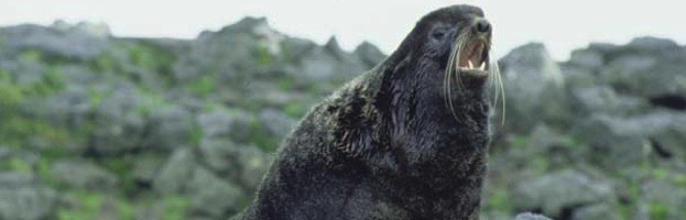Northern Fur Seal