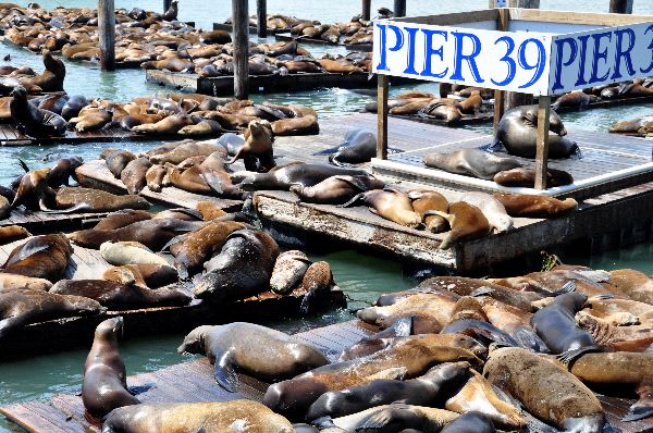 Sea Lions In San Francisco USA - Sea Lion Facts and Information