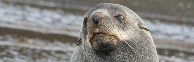 Antarctic Fur Seal