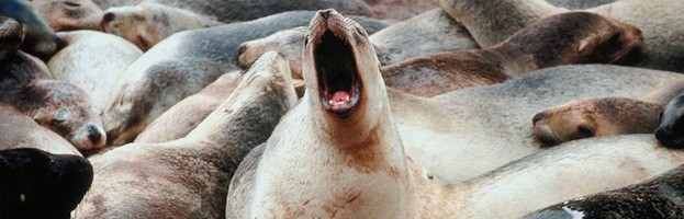 Conservación del León Marino
