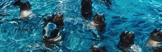 Sea Lions in Culture