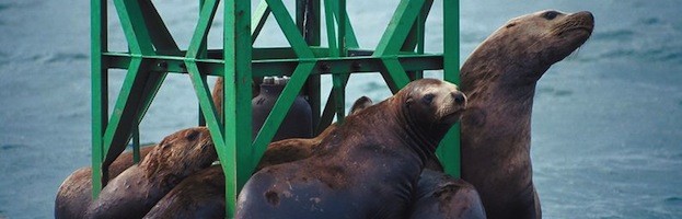 Humans and Sea Lions