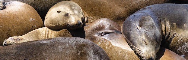 Sea Lion Hunting