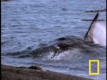 orcas