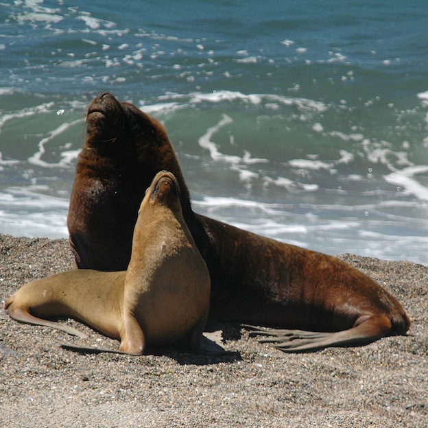 Information about Southern sea lion